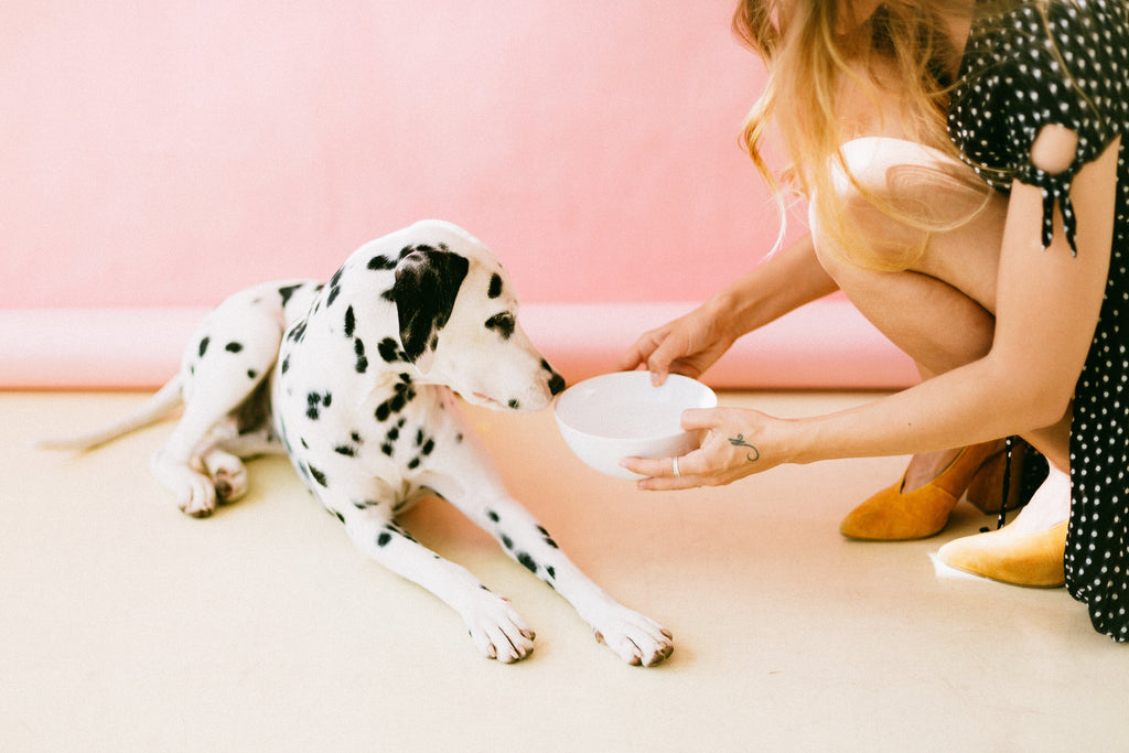 Helpful Tips for Senior Dogs